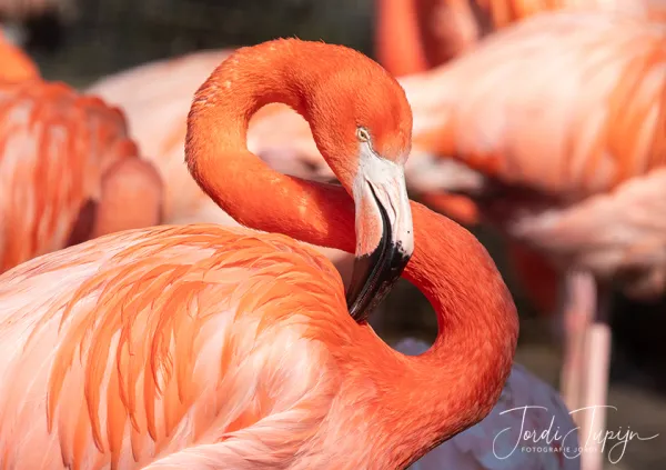 Ouwehands Dierenpark te Rhenen – sportfotografie door Fotografie Jordi