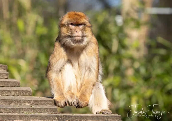 Ouwehands Dierenpark te Rhenen – sportfotografie door Fotografie Jordi