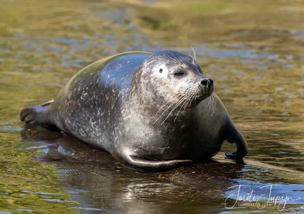 Ouwehands Dierenpark te Rhenen – sportfotografie door Fotografie Jordi