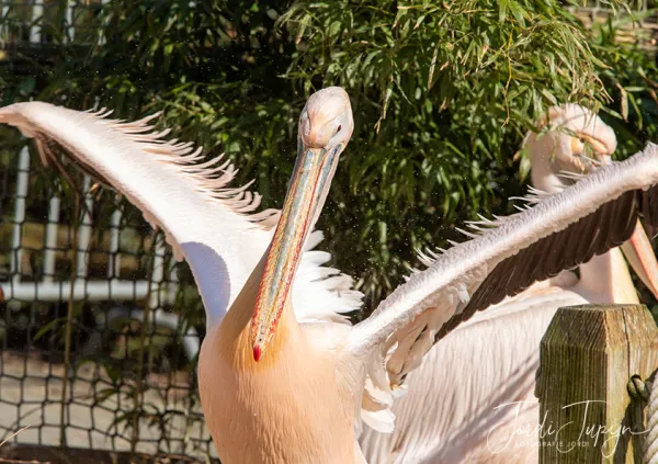 Ouwehands Dierenpark te Rhenen – sportfotografie door Fotografie Jordi