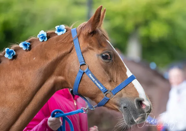 Paarden Carrousel Nederlands kampioenschap – foto 8 van 21